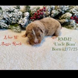 Uncle Beau - Red merle male Miniature Australian Shepherd puppy in Midway, Texas from L Bar W Aussie Ranch