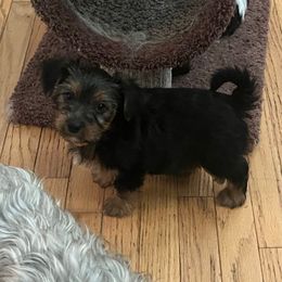 Case - Black and tan male Yorkshire Terrier puppy in Beavercreek, Ohio from The Yorkie Den, LLC