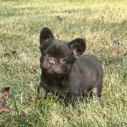 French Bulldog Puppies from Christie's Frenchies