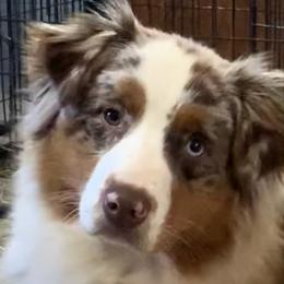 Australian Shepherds and Siberian Huskies from Homegrown Huskies
