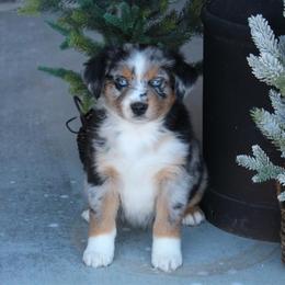 Australian Shepherd and Miniature Australian Shepherd Puppies from Canyon Creek Aussies