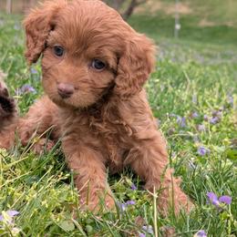 Spring - Red female Cavapoo puppy in Coshocton, Ohio from Forever Family Puppies