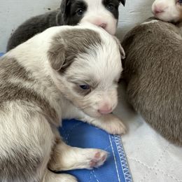 Sunny - Blue merle female Miniature Australian Shepherd puppy in Norco, California from Joyfulpuppies