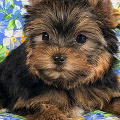 Marta - Blue and gold female Yorkshire Terrier puppy in Brandon, Florida from Shelby's Yorkshire Terriers