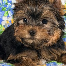 Marta - Blue and gold female Yorkshire Terrier puppy in Brandon, Florida from Shelby's Yorkshire Terriers