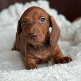 Dandan - Red male Dachshund puppy in Crystal, Michigan from Mare-Bella Smoothcoat Edition
