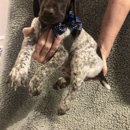 German Shorthaired Pointer Puppies from Blue Mountain GSP's