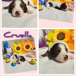 3450...Cruella black and tan dapple pie - Piebald female Dachshund puppy in Winter Haven, Florida from Gateway 2 Little Paws