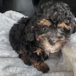Cali - Silver female Poodle puppy in Mountain Grove, Missouri from Davisfurbabies