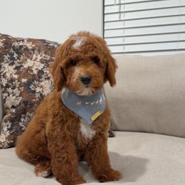 Kona - Red  male Goldendoodle puppy in Anaheim, California from Cuddle Bear Doodles