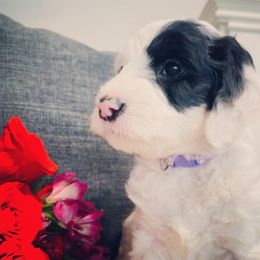 Sheepadoodle Puppies from Maplesierradoodles