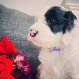 Sheepadoodle Puppies from Maplesierradoodles