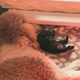 Poodle Puppies from Royal Dixie Poodles