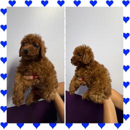 Emma - Red  female Poodle puppy in Anaheim, California from SoCal Toy Poodles