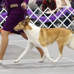 Champagne - Collie