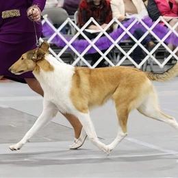 Champagne - Collie