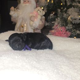 Lily - Black female Cocker Spaniel puppy in Corcoran, California from Sweet Heart Cockers