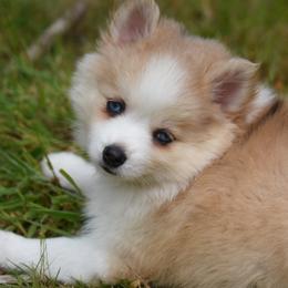 River - Merle female Pomsky puppy in Coos Bay, Oregon from Ocean View Pomskies