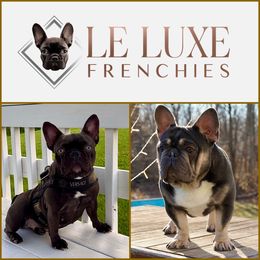 French Bulldog puppies from Le Luxe Frenchies