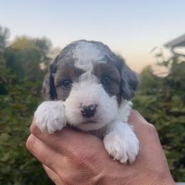 Girl 3 - White and black female Springerdoodle puppy in Sterling, Michigan from Springerdoodles In MI