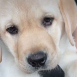 Carl - Labrador Retriever puppy in Texas from Mystic Pines Labradors
