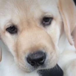 Carl - Labrador Retriever puppy in Texas from Mystic Pines Labradors