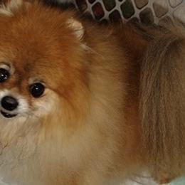 Pomeranians from Meek's Poms
