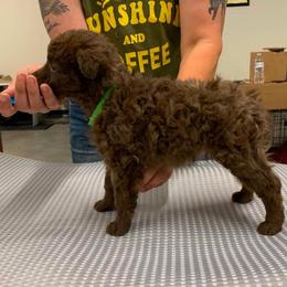Phoenix - Brown female Mudi puppy in Valley Mills, Texas from Graves Farm Mudi