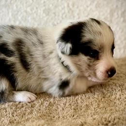 Milo - Blue merle and white male Cardigan Welsh Corgi puppy in Omaha, Arkansas from DnD Corgis