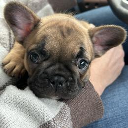 Pibbles - Liver male French Bulldog puppy in Rochester, Washington from Frenchie Bulldog Kisses
