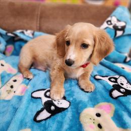 Knuckles - Cream male Dachshund puppy in Bedias, Texas from Faith & Grace Doxies
