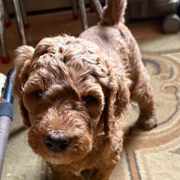 Olaf - Red  male Goldendoodle puppy in Indiana, Pennsylvania from Kathy's Doodles