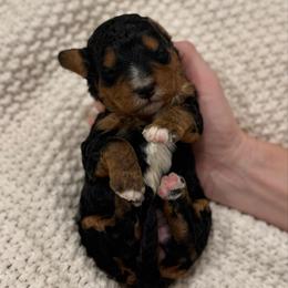 Whipped Cream - Tri-color female Bernedoodle puppy in Modesto, California from Central Valley Canine Companions