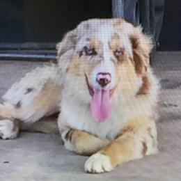 Teddy - Miniature Australian Shepherd