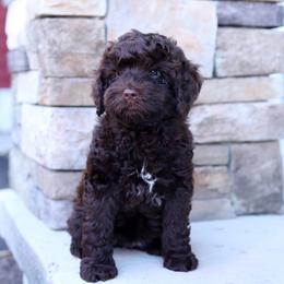Robyn - Chocolate female Australian Labradoodle puppy in Williamstown, New York from Lewis Manor Labradoodles