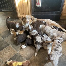 Aussiedoodle Puppies from Drew’s Aussies & Doodles