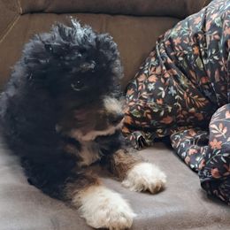 Boy 4 - male Poodle puppy in Athens, Texas from It's  A Dog Thing