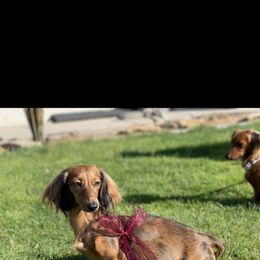 Dacey - Dachshund