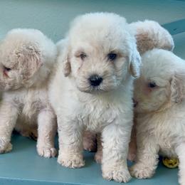 Bat-Man - Cream male Goldendoodle puppy in Pensacola, Florida from Goldendoodles Love You in Pensacola Friend Edition