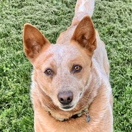 Red - Australian Cattle Dog