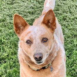 Red - Australian Cattle Dog