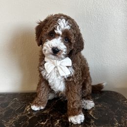 Teddy - Goldendoodle