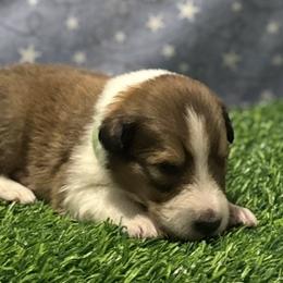 Hudson - male Scottish Collie puppy in Newcastle, Wyoming from 7K Collies