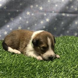 Hudson - male Scottish Collie puppy in Newcastle, Wyoming from 7K Collies