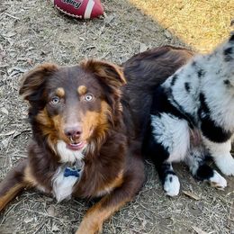 Miniature Australian Shepherds from M&C Mini Aussies