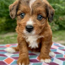 Girl 1 - Red tri-color female Aussiedoodle puppy in Hillsboro, Illinois from Perfect Paws Puppies