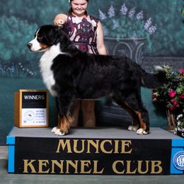 OSA - Bernese Mountain Dog