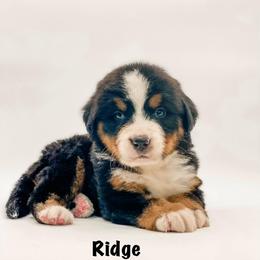 Ridge - Black rust and white male Bernese Mountain Dog puppy in Hudson, Indiana from TurkeyCreek-K9