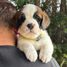 Yellow Collar - Brown and white female Saint Bernard puppy in New York from Johnson Farms