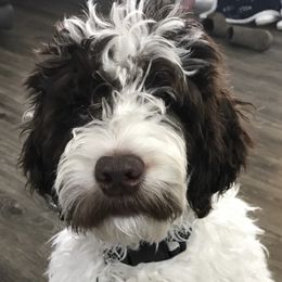 Hero - Australian Labradoodle